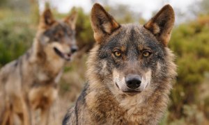 Denuncian el primer ataque de lobo del año en Hermandad de Campoo de Suso