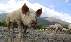 El olor del amoníaco de las granjas porcinas puede llegar hasta las casas ubicadas a un kilómetro de las granjas