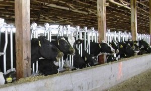 Defensa de la Sanidad Pública denuncia las repercusiones en la salud de la ganadería intensiva