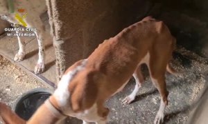 La Guardia Civil rescata en Las Palmas a 39 perros en pésimas condiciones