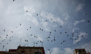 (30/4/2021) Pájaros sobrevuelan el cielo en abril de 2021 (Archivo).