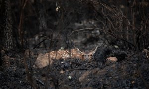 (22/6/22) Un ciervo entre las cenizas tras el incendio iniciado el 15 de junio en la Sierra de la Culebra, a 22 de junio de 2022, en Villardeciervos, Zamora.