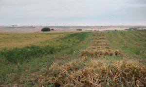 24/08/2022 Un campo de ajos morados de la cooperativa Coopaman, a 7 de julio de 2022, en Las Pedroñeras, Cuenca, Castilla La-Mancha