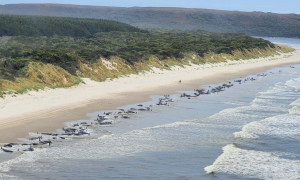 Alrededor de 200 ballenas muertas en la bahía de Macquerie (Tasmania, Australia)