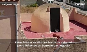PACMA publica las últimas horas de vida del perro abandonado en una azotea en Torrevieja