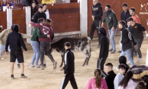 16/10/22 Imágenes de la "disco vaca" celebrada en Brihuega durante un 'after hours' en el que varios jóvenes torturaron dos becerros hasta la extenuación.