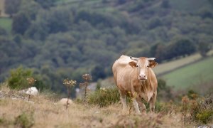 Imagen de archivo de una vaca en un monte de Lugo, en octubre de 2021.