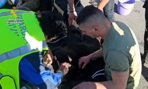 La Guardia Civil investiga a tres personas por abandonar a dos perros en el maletero de un coche en Navarra.