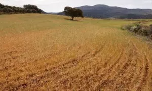 Un campo de trigo, que se descarta para la cosecha debido a la sequía, se ve durante las abrasadoras temperaturas de verano en primavera en Ronda, España.