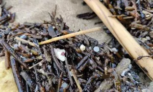 Los avisos por pellets se extienden por las playas de Cantabria: Arenales de al menos cinco municipios están bajo rastreo