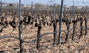 2024 - Assaig experimental a Verdú (Urgell) per reduir l'ús d'aigua en la vinya.