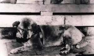 El perro Hachiko, en 1934, un año antes de su muerte.