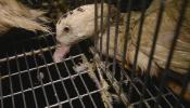 Así maltrata a los patos el mayor productor de foie gras del mundo