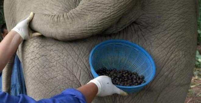 El secreto del café más caro del mundo lo guardan las boñigas de elefante