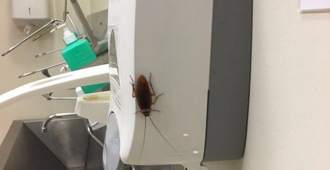 Denuncian la aparición de una cucaracha en los lavabos de los quirófanos del Hospital Gregorio Marañón