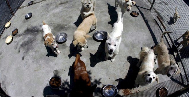 Condenados los dueños de una tienda de animales por dejar morir a decenas de cachorros
