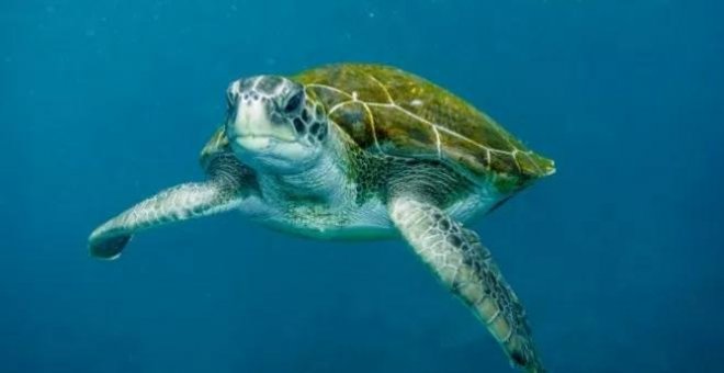 Las tortugas que han dejado de criar machos