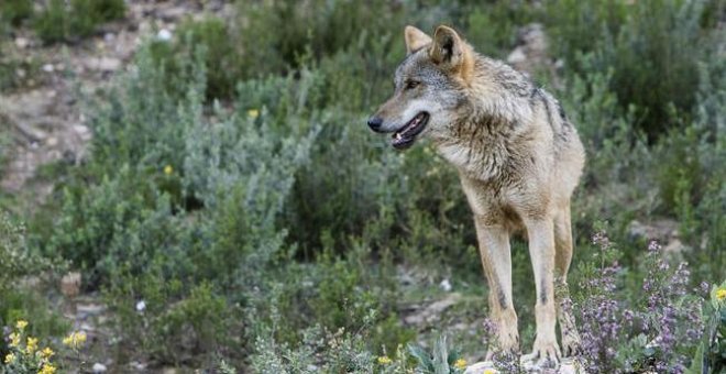 Manifestación en Madrid contra un "modelo basado en perseguir y matar al lobo ibérico"