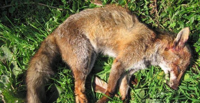 Movilización contra la caza masiva de zorros en Galicia permitida por la Xunta