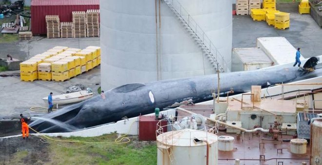 Intensa polémica por la caza de una ballena azul en Islandia