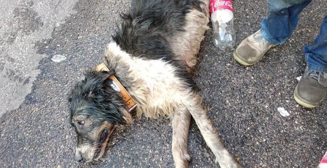 Un perro muere asfixiado de calor en el interior de un vehículo en Fuenlabrada