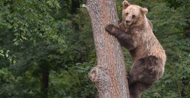 La vuelta de osos, lobos, linces y glotones se enfrenta al reto de convivir con humanos