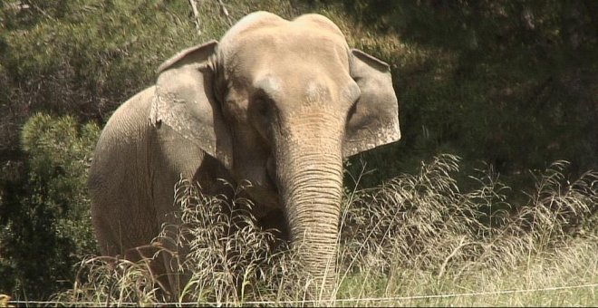 Dumba, la elefante triste y solitaria, víctima de maltrato tras ser alquilada por un circo