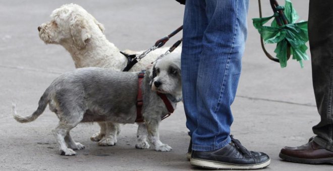 ENCUESTA | ¿Qué te parece que se obligue a limpiar los restos de orina de las mascotas en la calle?