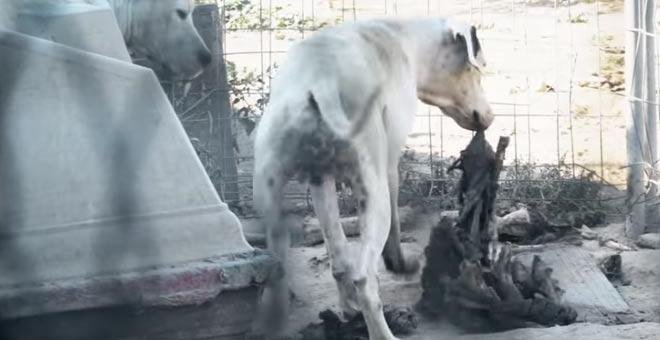 Una ONG pone al descubierto un auténtico campo de exterminio de perros en Murcia