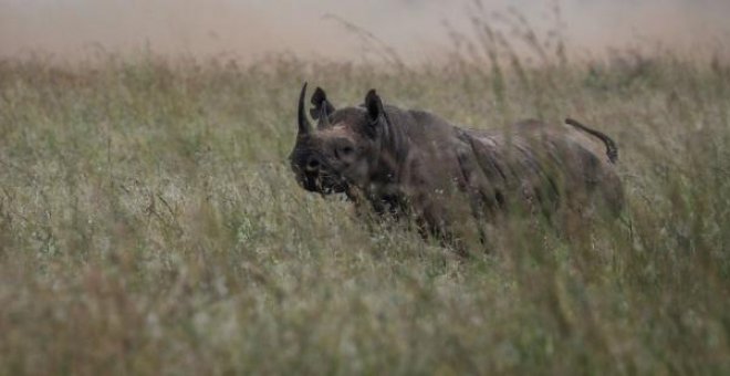 Kenia alerta de la "muerte" del lago Nakuru, famoso por sus rinocerontes y sus flamencos rosados