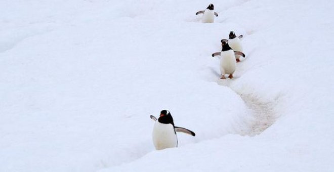 Los excrementos de pingüinos y focas enriquecen la biodiversidad antártica