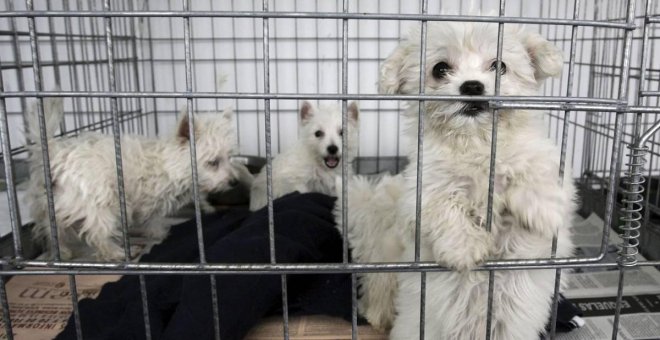 El confinamiento duplica la demanda de cachorros, según alerta la Real Sociedad Canina