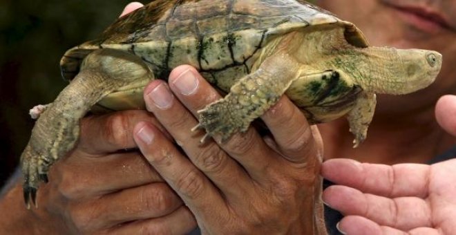 La Guardia Civil interviene 627 reptiles vivos, entre ellos especies protegidas