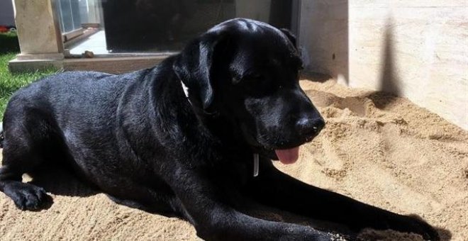 Un juzgado condena a dos personas en Lugo por encerrar a un perro, que desarrolló 'fobia social', durante meses