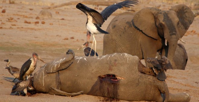 Al menos 200 elefantes mueren por la sequía en el mayor parque de Zimbabue