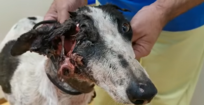 Una asociación animalista encuentra una galga "comida a bocados" y denuncia el maltrato que reciben estos perros