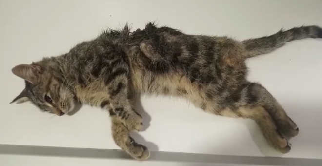 Un refugio denuncia el "desgarrador" caso de maltrato animal que sufrió una pequeña gata