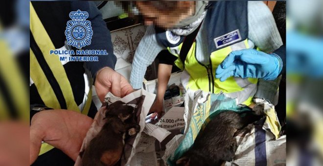 Desmantelan dos criaderos de chihuahuas con varios veterinarios detenidos