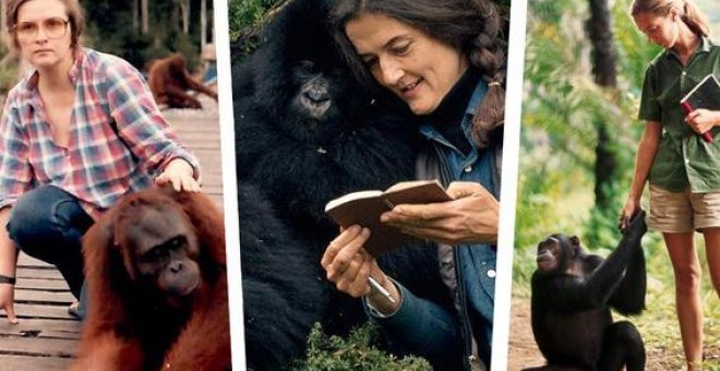 El legado de las tres pioneras que miraron a los primates de tú a tú