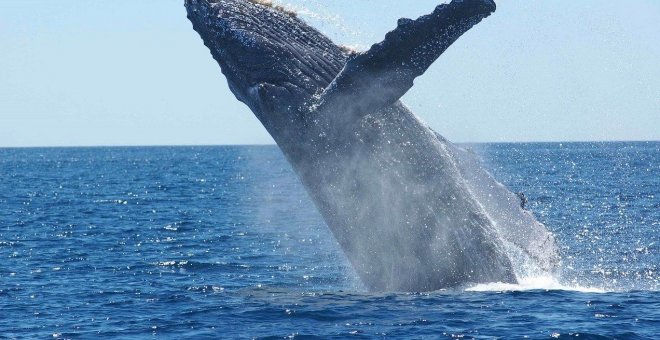 Islandia cancela por segundo año consecutivo la caza de ballenas