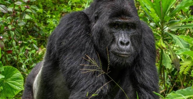 Cazadores furtivos matan a Rafiki, uno de los gorilas de montaña más famosos de Uganda