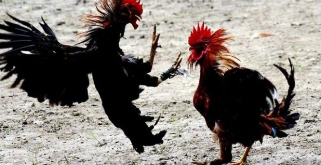 España, el país donde las peleas de gallos se siguen practicando con impunidad