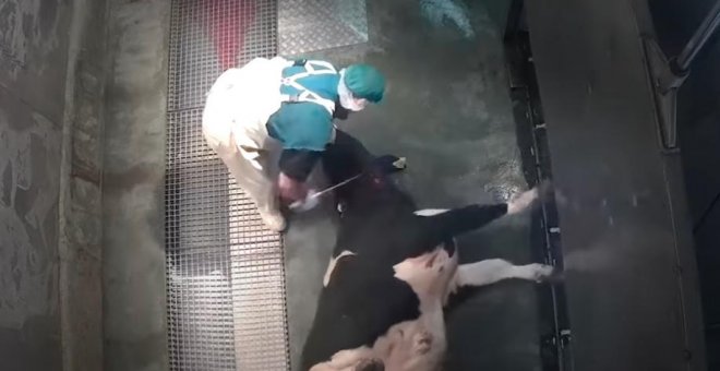 El Abogado General del Tribunal de la Unión Europea ve ilegal prohibir el sacrificio de animales sin aturdimiento