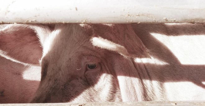 Vigilia por los animales: activistas veganas y trabajadoras de la industria cárnica hablan a las puertas del matadero