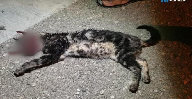Dos jóvenes detenidos por torturar y matar un gato en Manacor