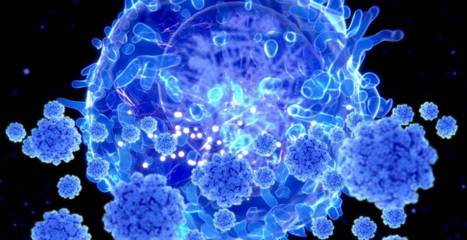 Los linfocitos T no nos salvarán del coronavirus, pero ayudarán a resolver el puzle inmunitario