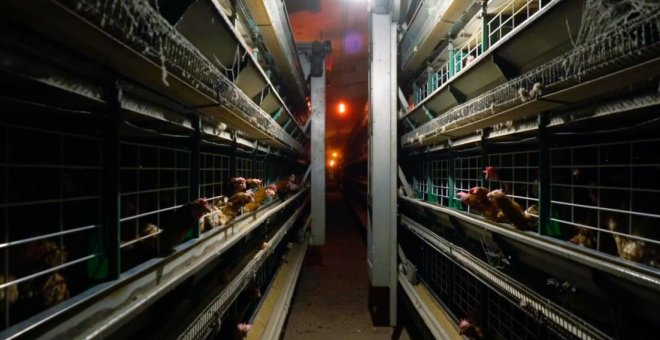 "Gallinas con larvas y huevos con ácaros", la ONG Equalia denuncia a una granja de gallinas ponedoras en Madrid