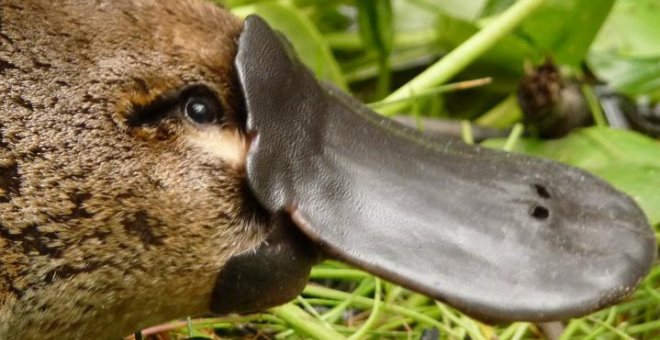 El análisis genético del extraño ornitorrinco da pistas sobre nuestra evolución