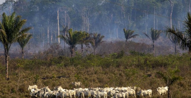 Los vínculos de la industria del automóvil con la deforestación de la Amazonía brasileña