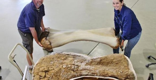 Cooper, el dinosaurio más grande de Australia medía 25 metros de largo